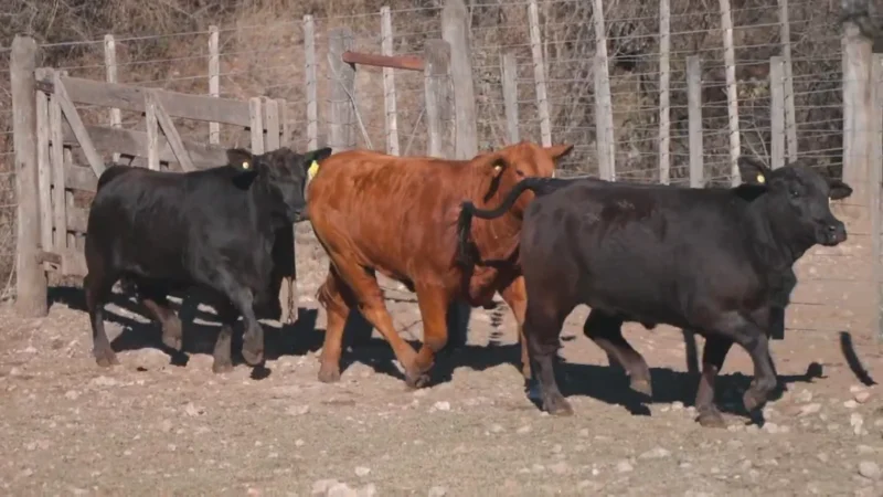 LOTE 29 BRANGUS RP 4171-4161-4167 CABAÑA LA PEÑA COLORADA