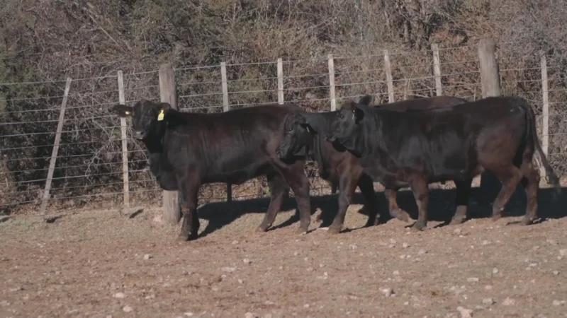 LOTE 30 BRANGUS RP 4148-4136-4179 CABAÑA LA PEÑA COLORADA