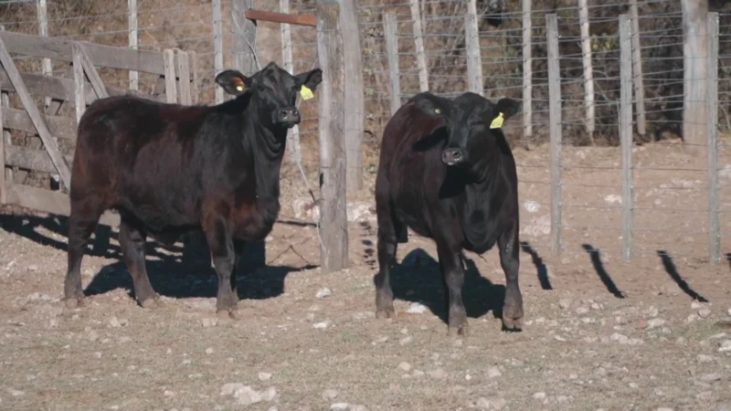 LOTE 31 BRANGUS RP 4160-4156 CABAÑA LA PEÑA COLORADA