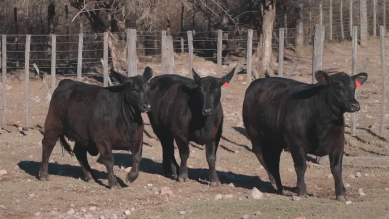 LOTE 32 BRANGUS RP 4149-4163-4172 CABAÑA LA PEÑA COLORADA
