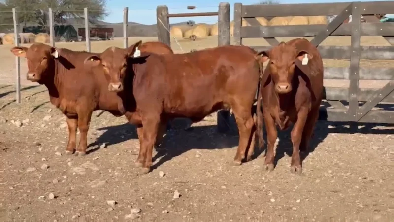 LOTE 33 BRANGUS RP 89-99-115 CABAÑA LA PELEGRINA