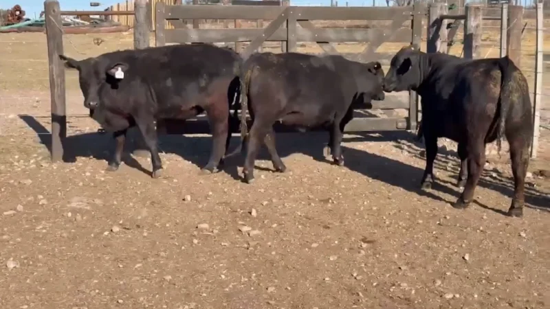 LOTE 34 BRANGUS RP 87-92-111 CABAÑA LA PELEGRINA