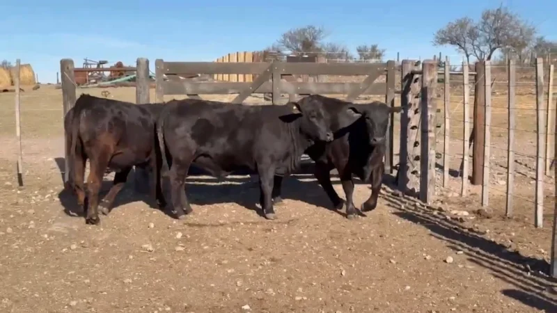 LOTE 35 BRANGUS RP 85-88-129 CABAÑA LA PELEGRINA