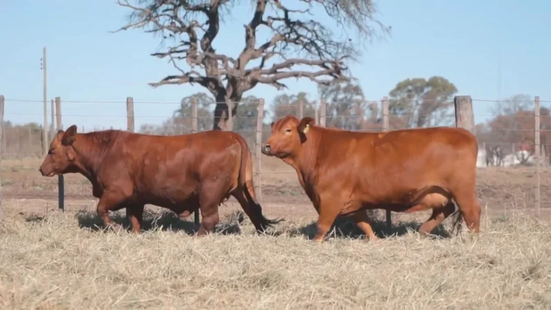 LOTE 36 BRANGUS RP 9790-10158 CABAÑA MINISTALO