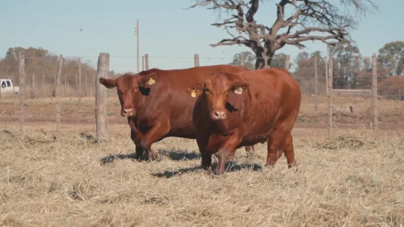 LOTE 37 BRANGUS RP 9558-9264 CABAÑA MINISTALO