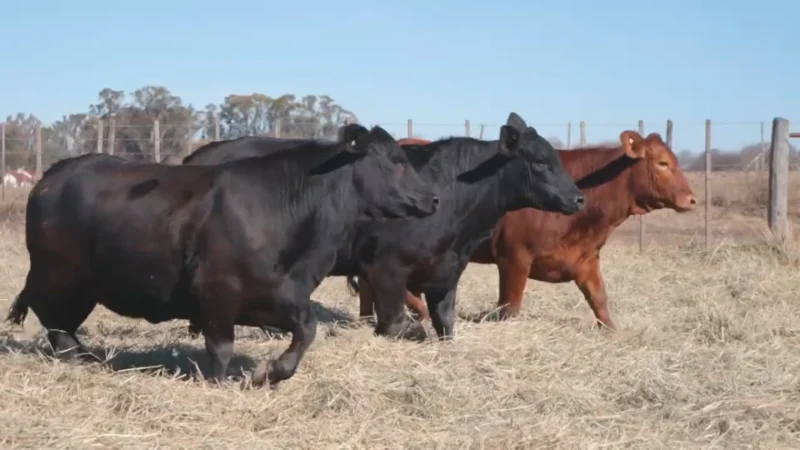 LOTE 38 BRANGUS RP 10202-10248-10198 CABAÑA MINISTALO