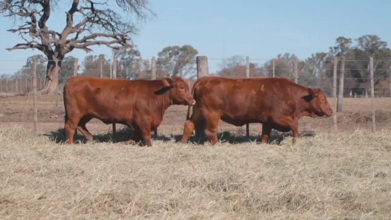 LOTE 39 BRANGUS RP 9978-10368 CABAÑA MINISTALO