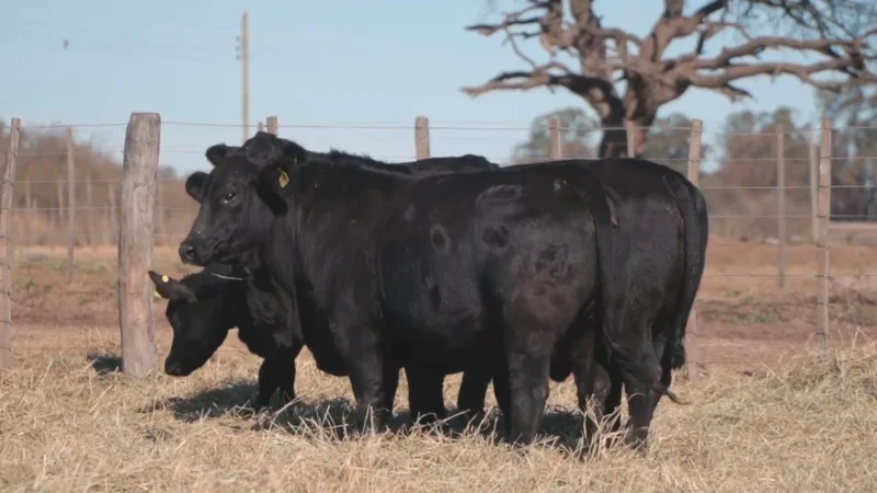 LOTE 40 BRANGUS RP 10396-10408-10414-10444 CABAÑA MINISTALO