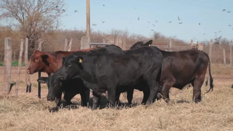 LOTE 41 BRANGUS RP 10184-10186-10258-10290-10374 CABAÑA MINISTALO