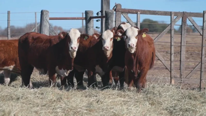 LOTE 42 BRAFORD RP 5800-5802-5806-5812-5814-5838 CABAÑA MINISTALO