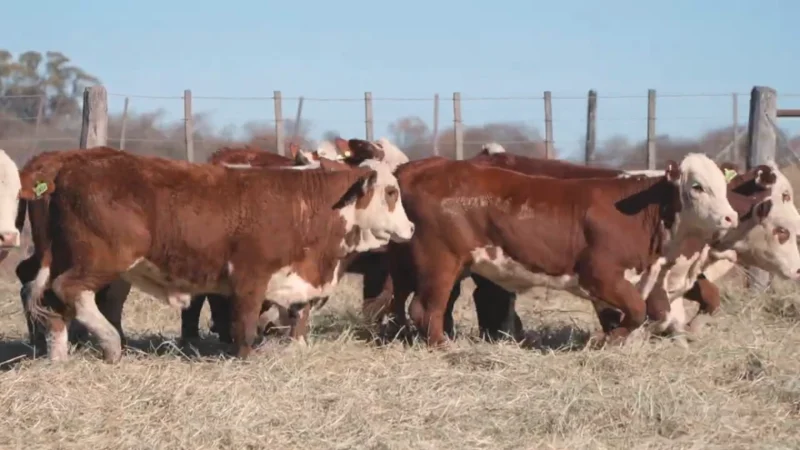 LOTE 43 BRAFORD RP 5796-5798-5810-5820-5822-5824-5826-5840 CABAÑA MINISTALO