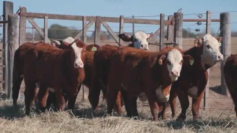 LOTE 44 BRAFORD RP 5794-5804-5816-5828-5830-5848-5856-5868 CABAÑA MINISTALO