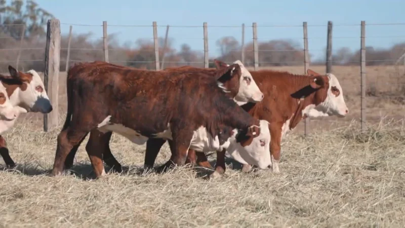 LOTE 45 BRAFORD RP 5818-5832-5836-5842-5850-5852-5854-05000-05002 CABAÑA MINISTALO